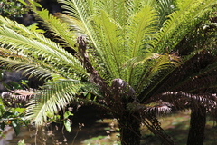 Blechnum gibbum