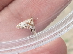 Petrophila fulicalis
