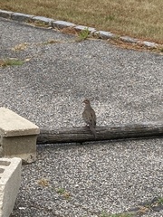 Zenaida macroura carolinensis