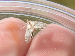 Petrophila fulicalis