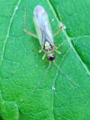 Campyloneura virgula