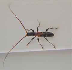 Neocompsa tenuissima