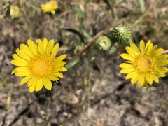 Grindelia nana