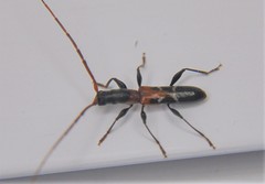 Neocompsa tenuissima