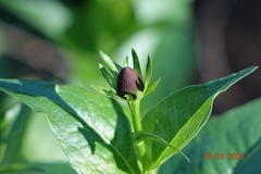 Rudbeckia occidentalis