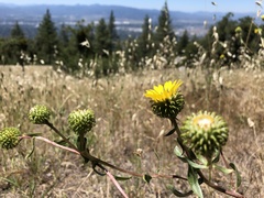 Grindelia nana