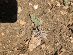 Oreonana vestita