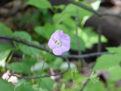 Geranium maculatum