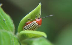 Disonycha brevilineata