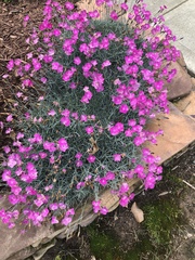 Dianthus gratianopolitanus