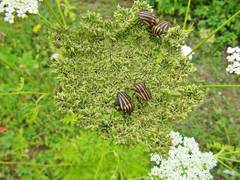Graphosoma rubrolineatum