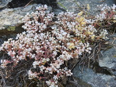 Sedum pedicellatum