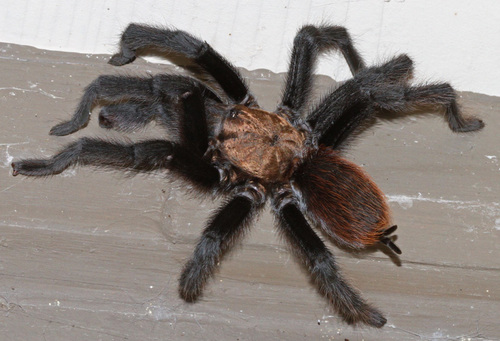 Texas Brown Tarantula