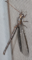 Ascaloptynx appendiculata