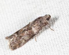 Sciota uvinella