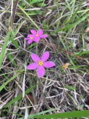 Sabatia campanulata