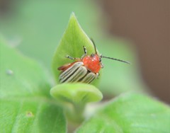 Disonycha brevilineata