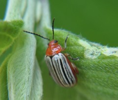 Disonycha brevilineata
