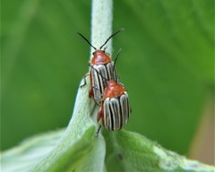 Disonycha brevilineata