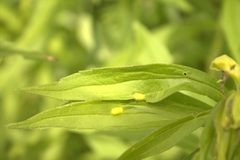 Asphondylia solidaginis