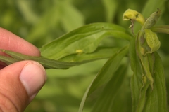 Asphondylia solidaginis