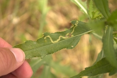 Phytomyza syngenesiae group