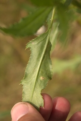 Phytomyza syngenesiae group