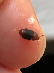 Caplothorax melanopterus