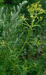 Pastinaca sativa sylvestris