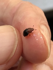 Caplothorax melanopterus