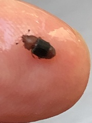 Caplothorax melanopterus