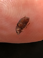 Caplothorax melanopterus