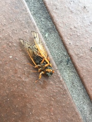 Magicicada cassinii