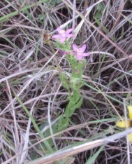Zeltnera calycosa