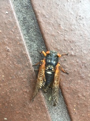 Magicicada cassinii