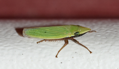 Draeculacephala bradleyi