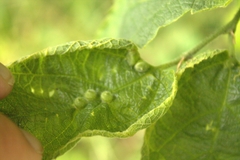 Celticecis celtiphyllia