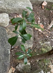 Ternstroemia