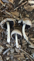 Coprinopsis atramentaria