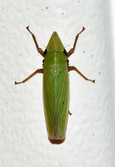 Draeculacephala bradleyi