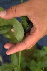 Phytomyza albiceps group