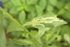 Phytomyza albiceps group