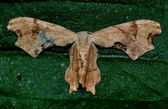 Calledapteryx
