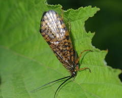 Hagenella clathrata