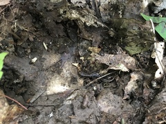 Plethodontinae