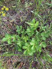 Drymocallis convallaria