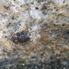 Endeodes collaris