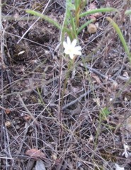 Chaetopappa asteroides
