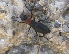 Endeodes collaris