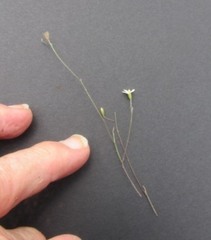 Chaetopappa asteroides